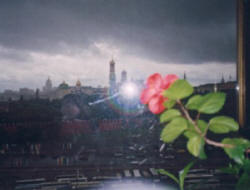 a rose blooms in moscow